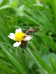 Merocoris