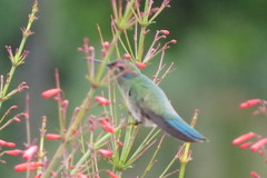 Colibri serrirostris
