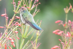 Colibri serrirostris