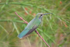 Colibri serrirostris