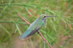 Colibri serrirostris