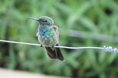 Colibri serrirostris