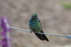 Colibri serrirostris