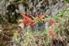 Salvia holwayi