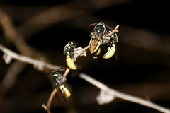 Masarinae