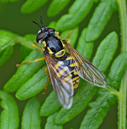 Large Meadow Fly, photo 5 of 10