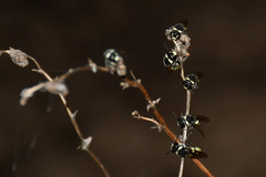 Masarinae