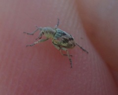 Coniatus splendidulus