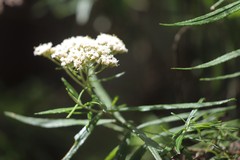 Cassinia aculeata aculeata