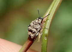 Neltumius arizonensis