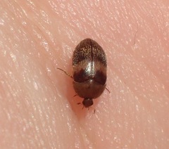 Attagenus fasciatus