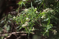 Cassinia aculeata aculeata