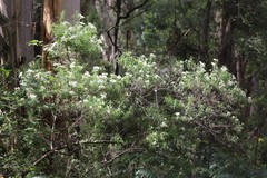 Cassinia aculeata aculeata