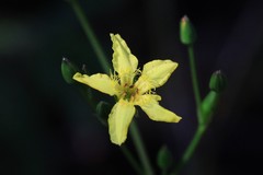 Liparophyllum exaltatum