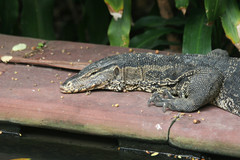 Varanus salvator macromaculatus