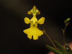 Erycina pumilio