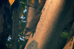 Callosciurus finlaysonii