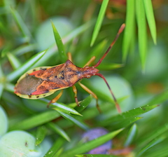 Gonocerus juniperi