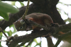 Callosciurus finlaysonii