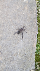 Acanthocephala declivis