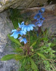 Meconopsis horridula