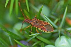 Gonocerus juniperi