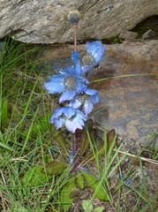 Meconopsis horridula