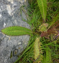 Meconopsis horridula