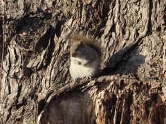 Sciurus carolinensis