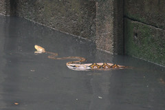 Malayopython reticulatus