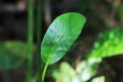 Liparophyllum exaltatum