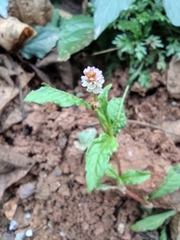 Persicaria nepalensis