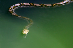 Malayopython reticulatus