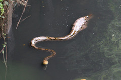 Malayopython reticulatus