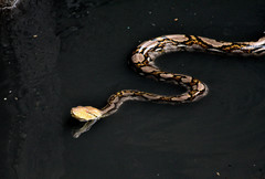 Malayopython reticulatus