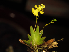 Erycina pumilio