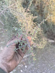 Condalia globosa pubescens