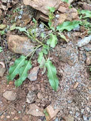 Rumex japonicus