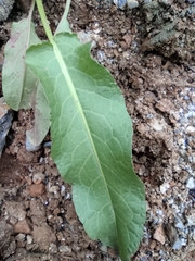 Rumex japonicus