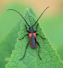 Purpuricenus kaehleri