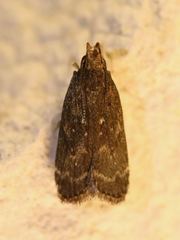 Helcystogramma melantherella