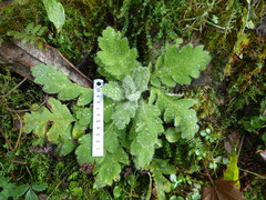 Meconopsis paniculata