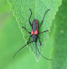 Purpuricenus kaehleri