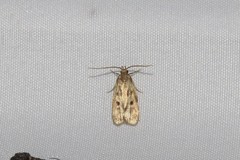Martyringa latipennis