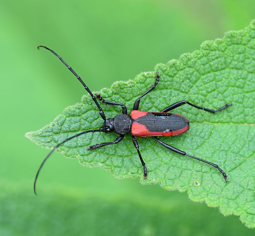 Purpuricenus kaehleri
