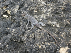 Oplurus cyclurus