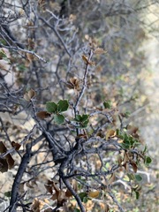 Quercus hinckleyi