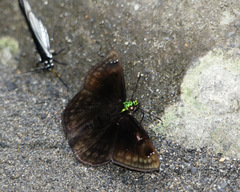 Gorgopas chlorocephala