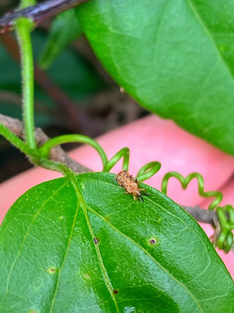 Baliosus conspersus