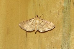 Herpetogramma theseusalis